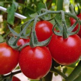 【10斤紅小蕃茄】薄利多銷產地直送小番茄