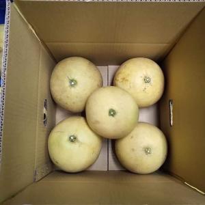 台南麻豆大白柚10斤裝