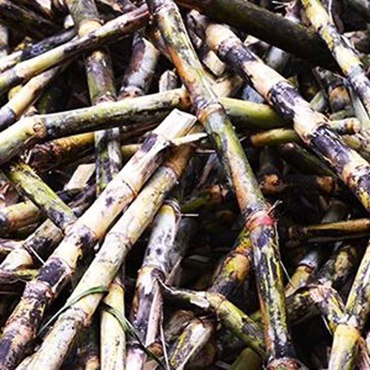 DingsTea 丁式茶 - 原味阿里山手工香糖