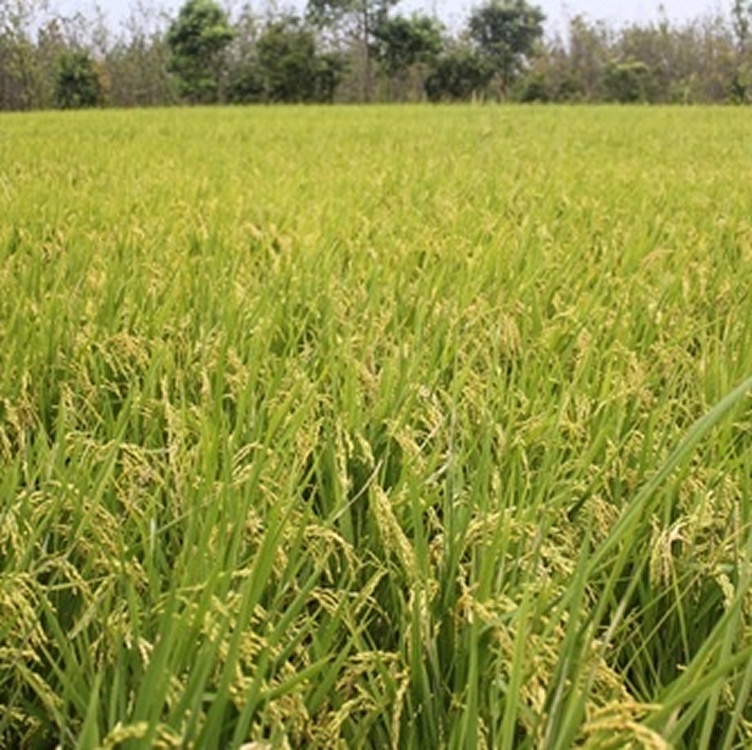 上下游 - 自然米米果。非基因改造 味增調味 非油炸 純素 自然農法