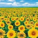 環保多功能『時尚精品盒』 特價：$10