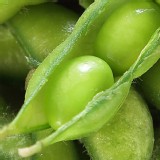 外銷日本A級鹽味毛豆