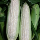 北海道牛奶水果玉米1公斤(約3-5支)(非基因改造)