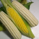 白糯玉米7支