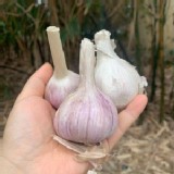 黑葉蒜頭--2斤