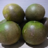 葡萄柚一大箱(外皮較醜,打果汁專用)約38台斤-免運 特價：$650