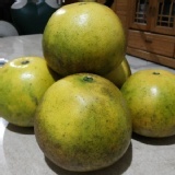 甜葡萄柚(黃色外皮)一袋5台斤裝，自取價 特價：$150