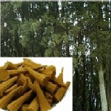 基本款~梢楠塔 特價：$150