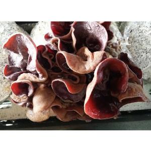 鮮採家 溫室無毒新鮮黑木耳1入組(600g/包)