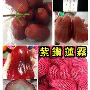 雲林縣古坑鄉--紫鑽蓮霧