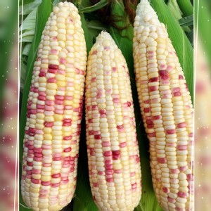 無毒雙色水果糯米玉米--3斤