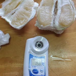 外銷等級麻豆文旦5斤