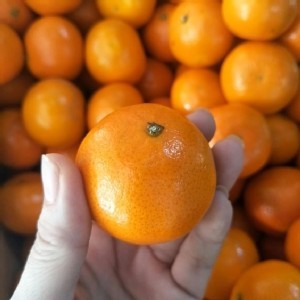 南非無籽砂糖橘--3斤