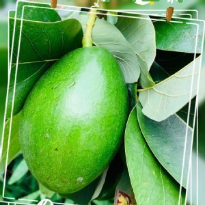 幸福果無毒酪梨--3斤