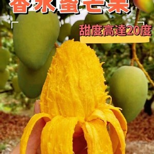 欉熟香水蜜芒果--3斤