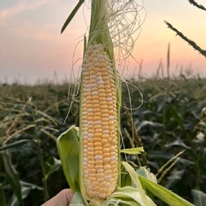 愛馬仕北海道水果玉米-2.5斤