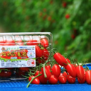 【豐碩果園】頂級玉女牛奶小蕃茄 600g/盒