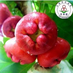 和興黑珍珠蓮霧 (大黑)