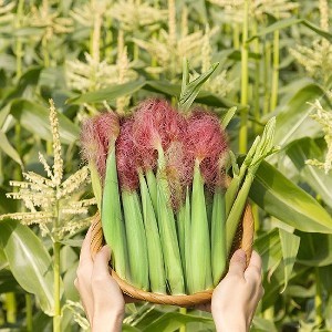 【鮮綠】紅鬚玉米筍 | [大合購] 鮮綠 紅鬚玉米筍 ❖ 飽滿鮮甜，口感細緻爽脆