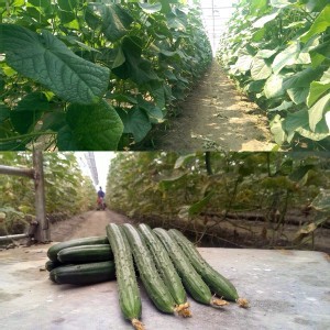 有身份證小黃瓜(600克/盒)