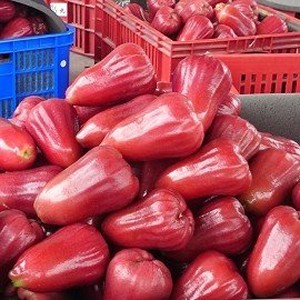 紅寶石蓮霧 (中小顆混合)3台斤