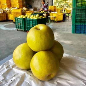 寶島甘露梨~2顆一組