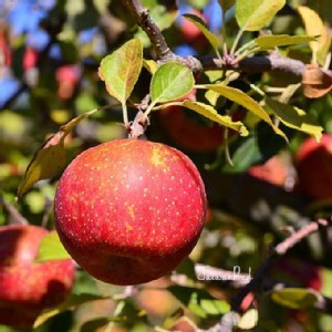 台灣梨山蜜蘋果一斤(約4顆)