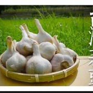 新鮮現採蒜頭(5斤一袋)特特大顆