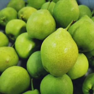 限定 梨山稀有香梨(3顆)