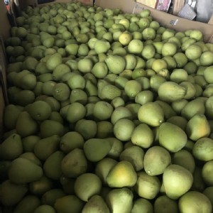 花蓮鶴岡文旦散裝5斤