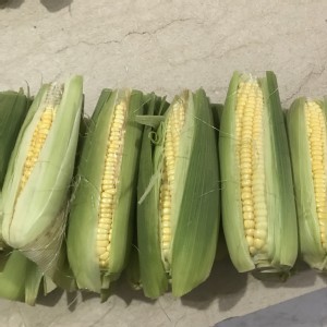 花蓮先採甜玉米4支/限4