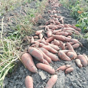 台農66號紅心地瓜一袋4台斤