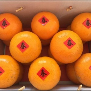 台中東勢明正里茂谷柑(大果)6粒