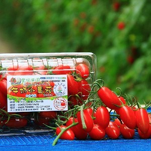 【豐碩果園】頂級玉女牛奶小蕃茄 |