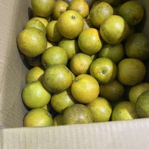 黃肉柳丁一袋(3斤)