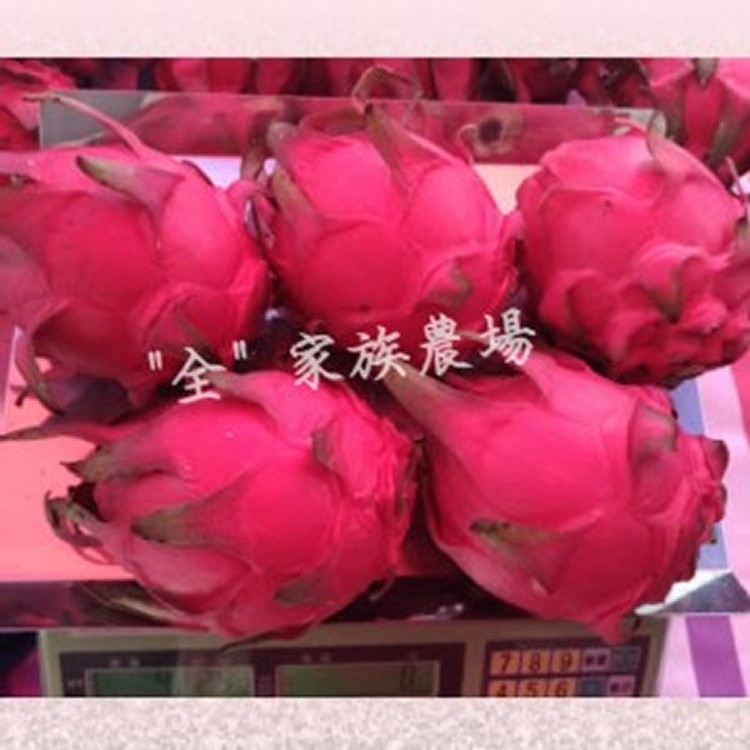 在叢紅ㄟ鮮採火龍果