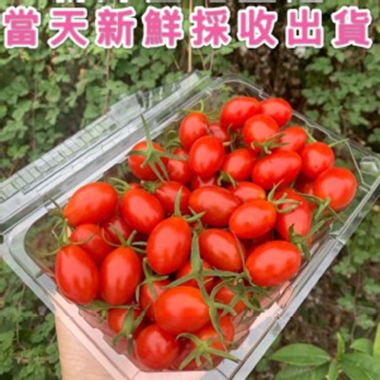 溫室薄皮玉女小番茄1斤