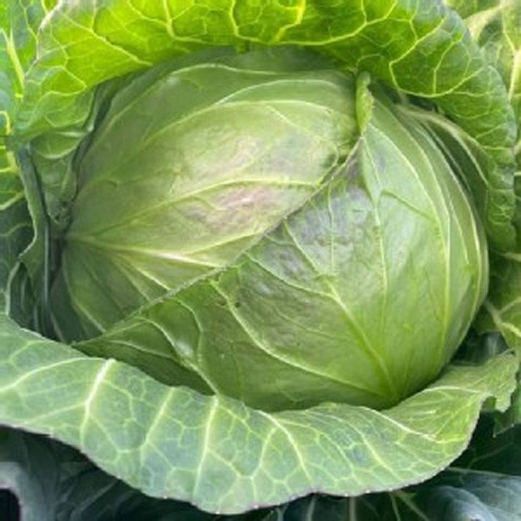 台灣小農雪翠高麗菜