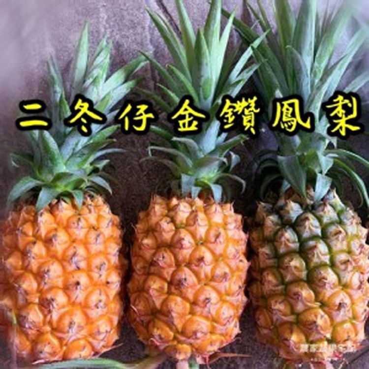 二冬仔鳳梨--1.5斤以上