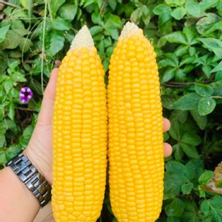 甜黃玉米--3.5斤