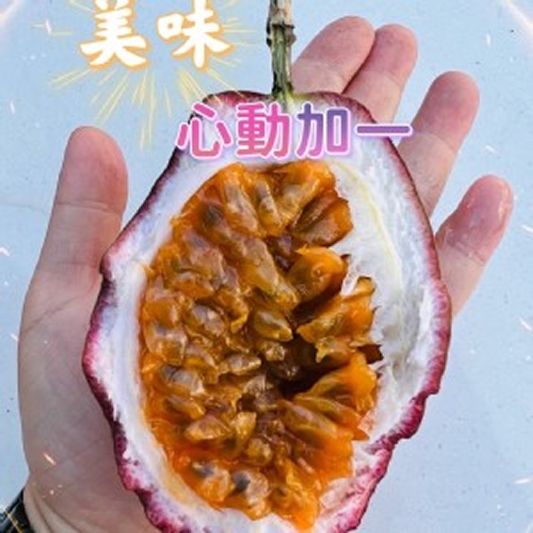 滿天星百香果--4.5斤