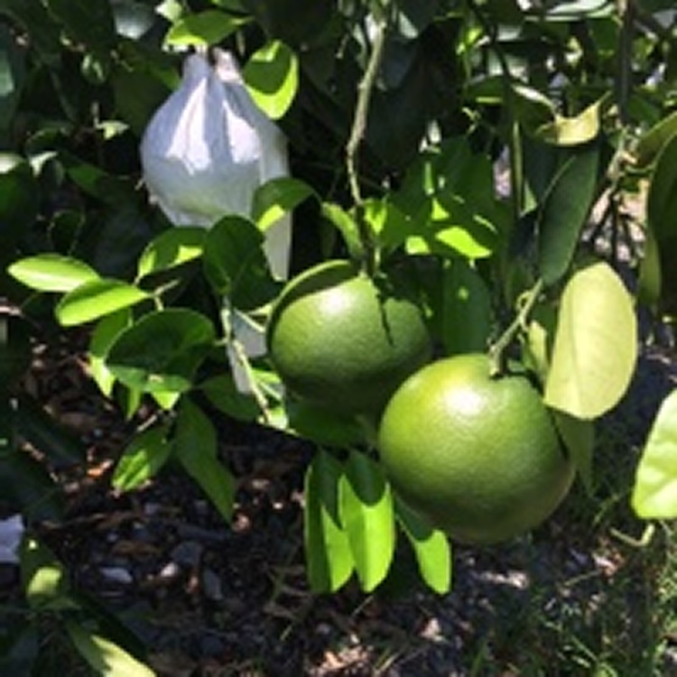 甜葡萄柚1箱(25台斤)免運