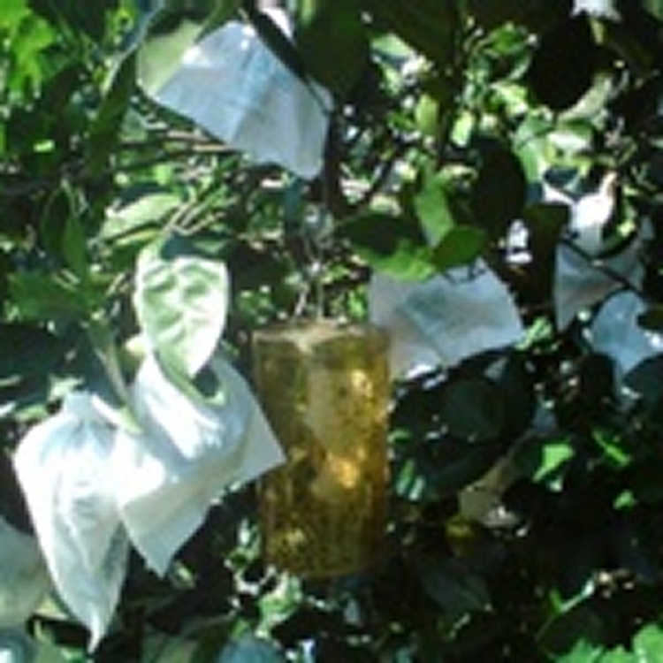 甜葡萄柚1箱(25台斤)免運