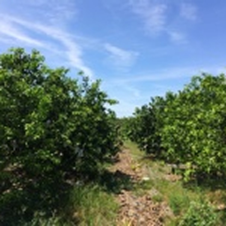 甜葡萄柚1箱(25台斤)免運