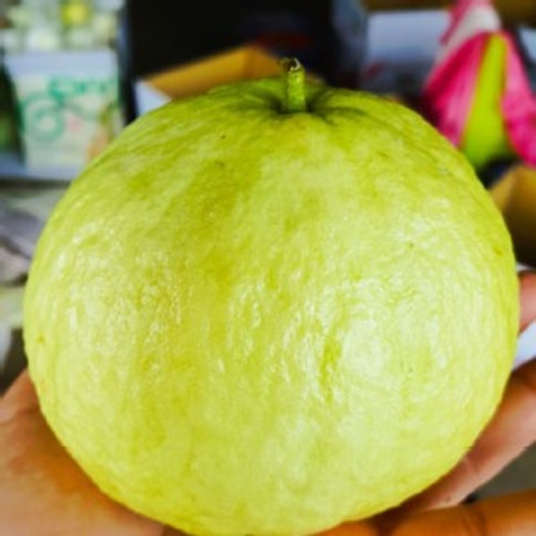 超甜珍珠芭樂(一顆)/限6