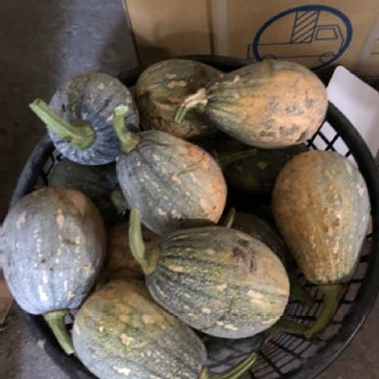 花蓮縣採無毒南瓜一顆