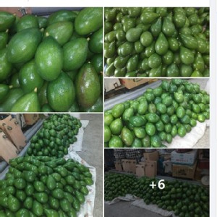 台東酪梨~中生品種(後熟會轉色一顆顆