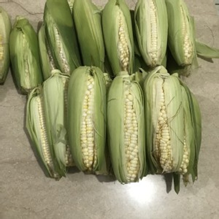 花蓮鮮採糯米玉米4支/限8