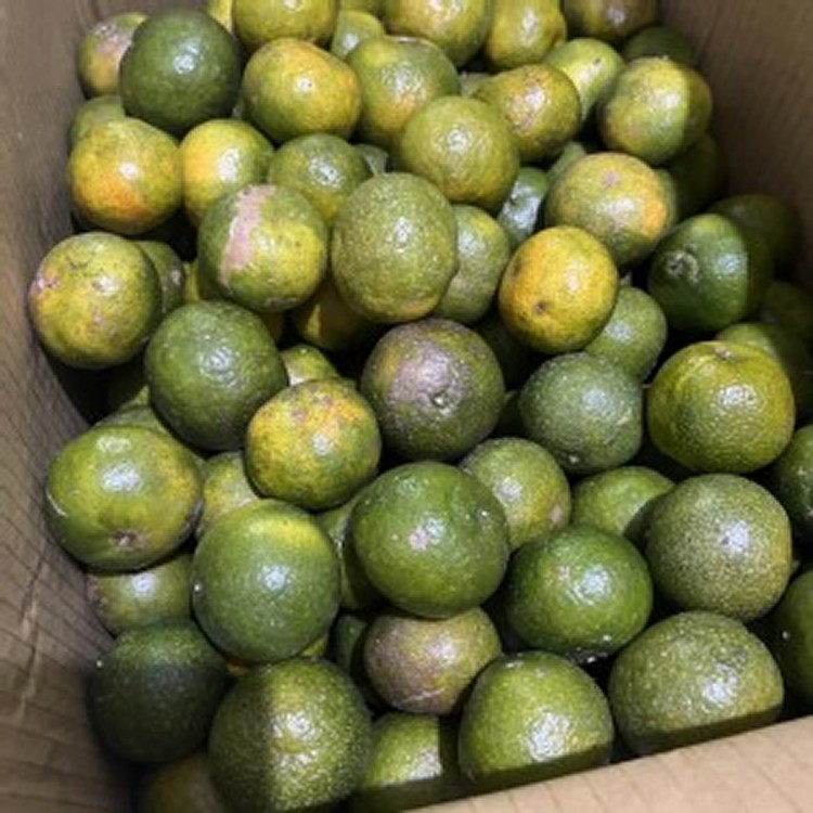 砂糖小橘子(一袋2斤)約18-19顆