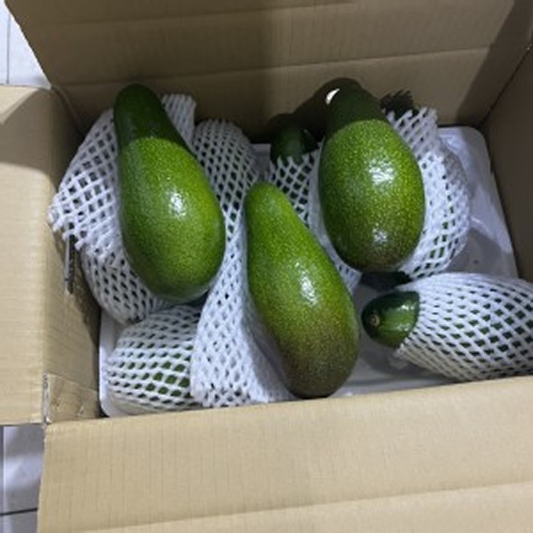 台東酪梨(一顆)620-670公克/限9